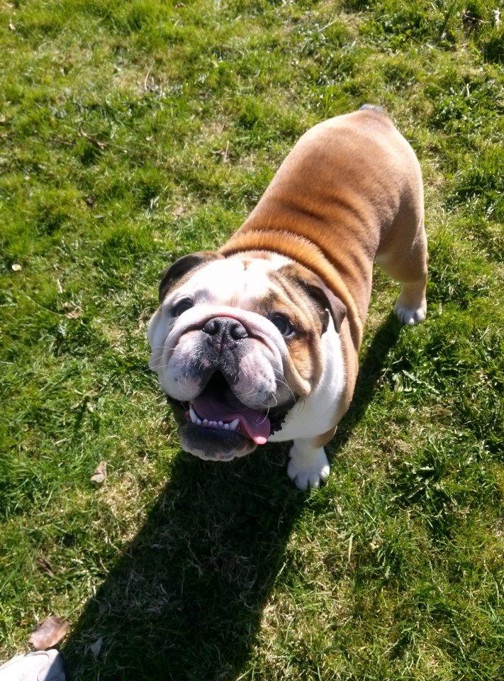 Engelsk bulldog Eddie billede 10