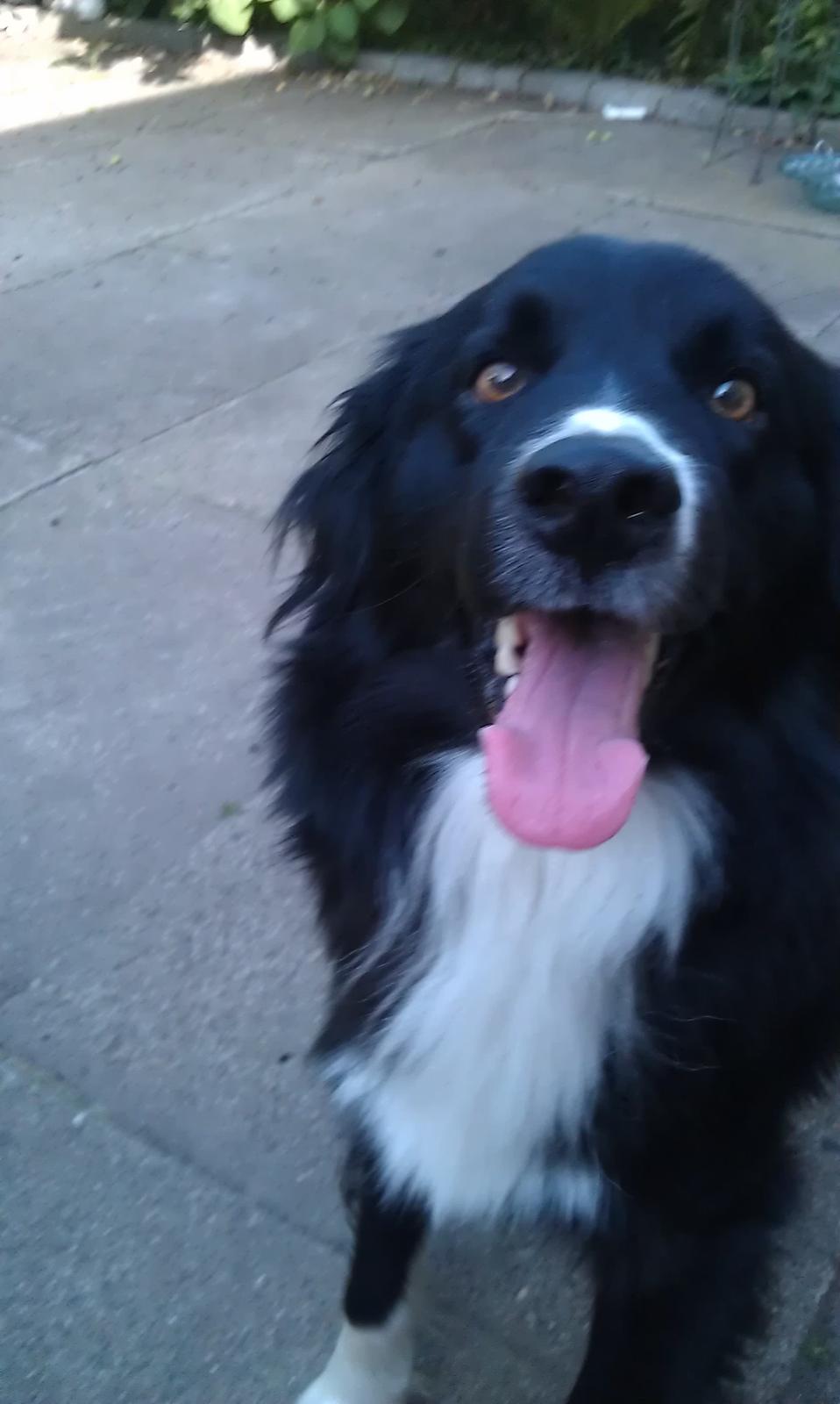 Border collie Bobbie Olsen - Sådan her smiler jeg altid :-) billede 1