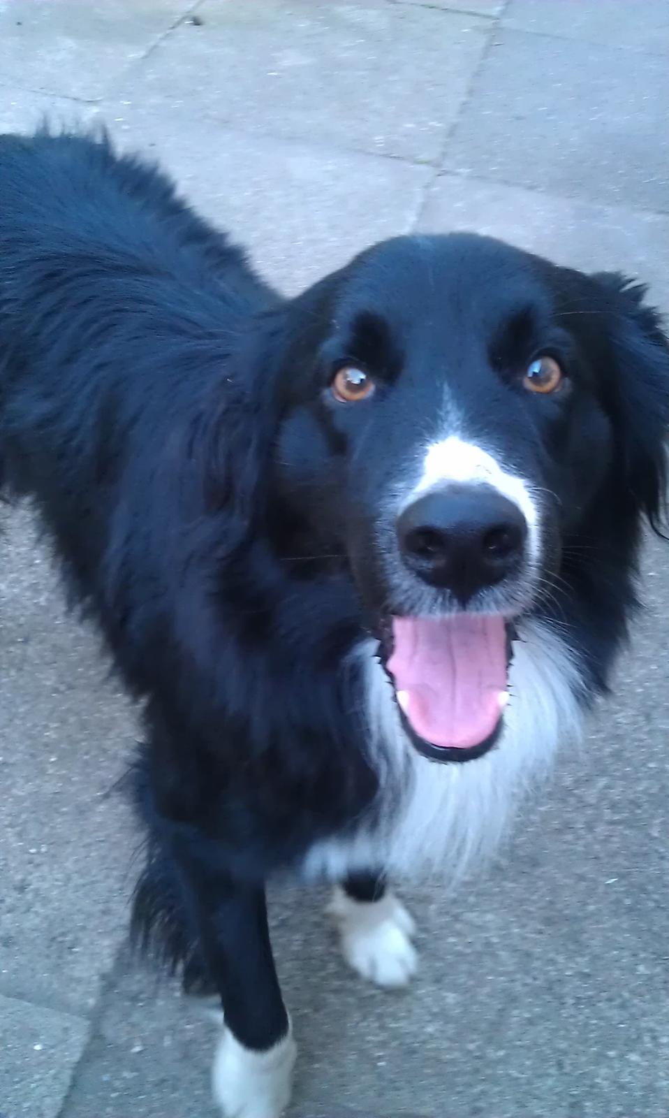 Border collie Bobbie Olsen billede 2