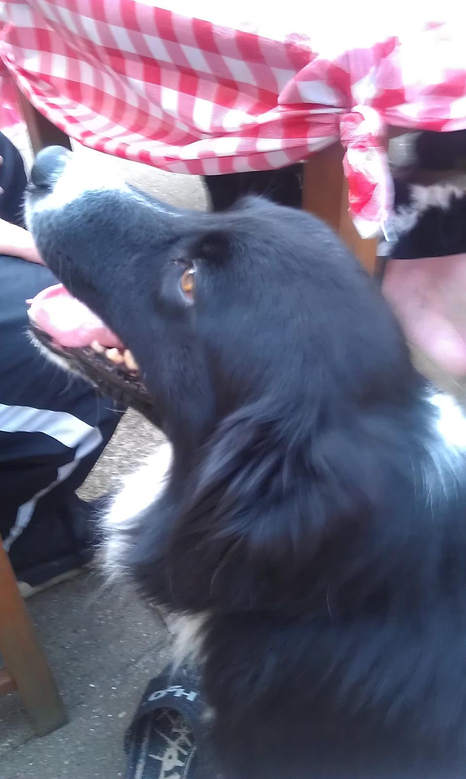 Border collie Bobbie Olsen billede 3