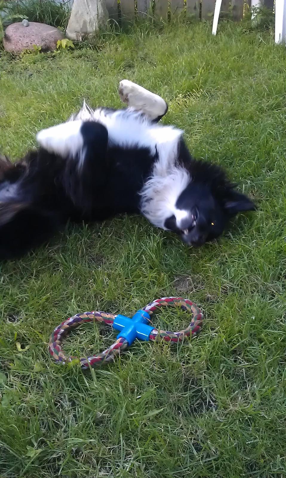 Border collie Bobbie Olsen billede 4