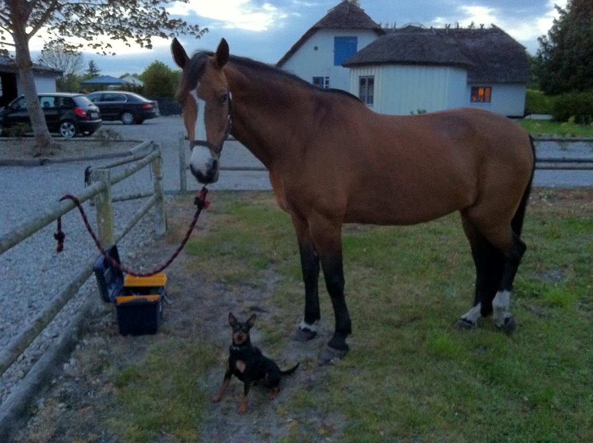 Dvaergpinscher Tyson - Det er dejligt at få lov til at komme med ud til hestene. billede 4
