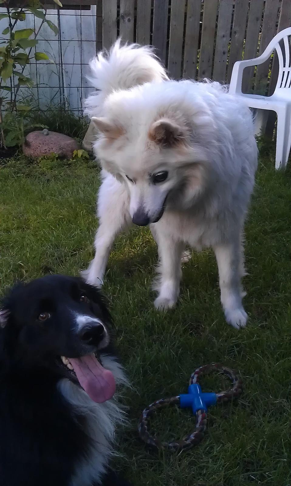 Border collie Bobbie Olsen - Her hygger jeg i haven med min legekammerat Bamse. Ham bor jeg sammen med :-) billede 5