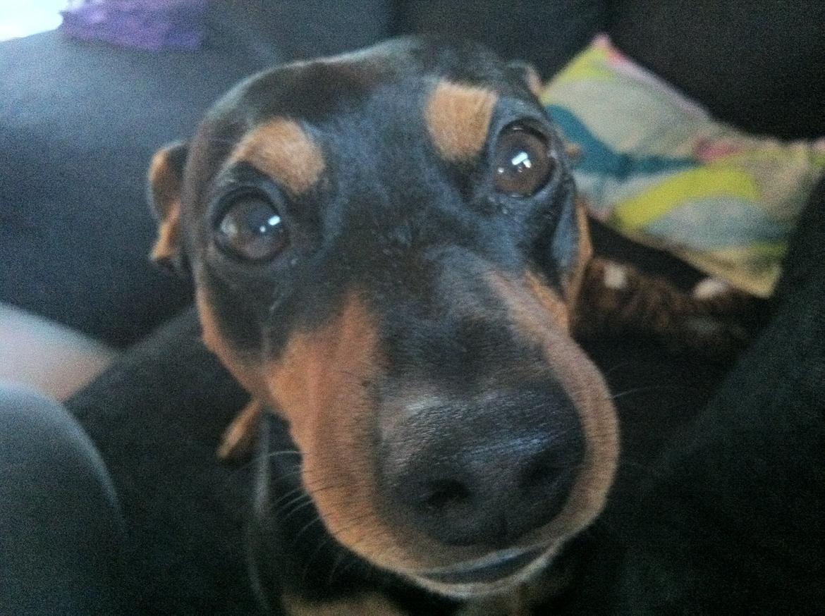 Dvaergpinscher Tyson billede 6