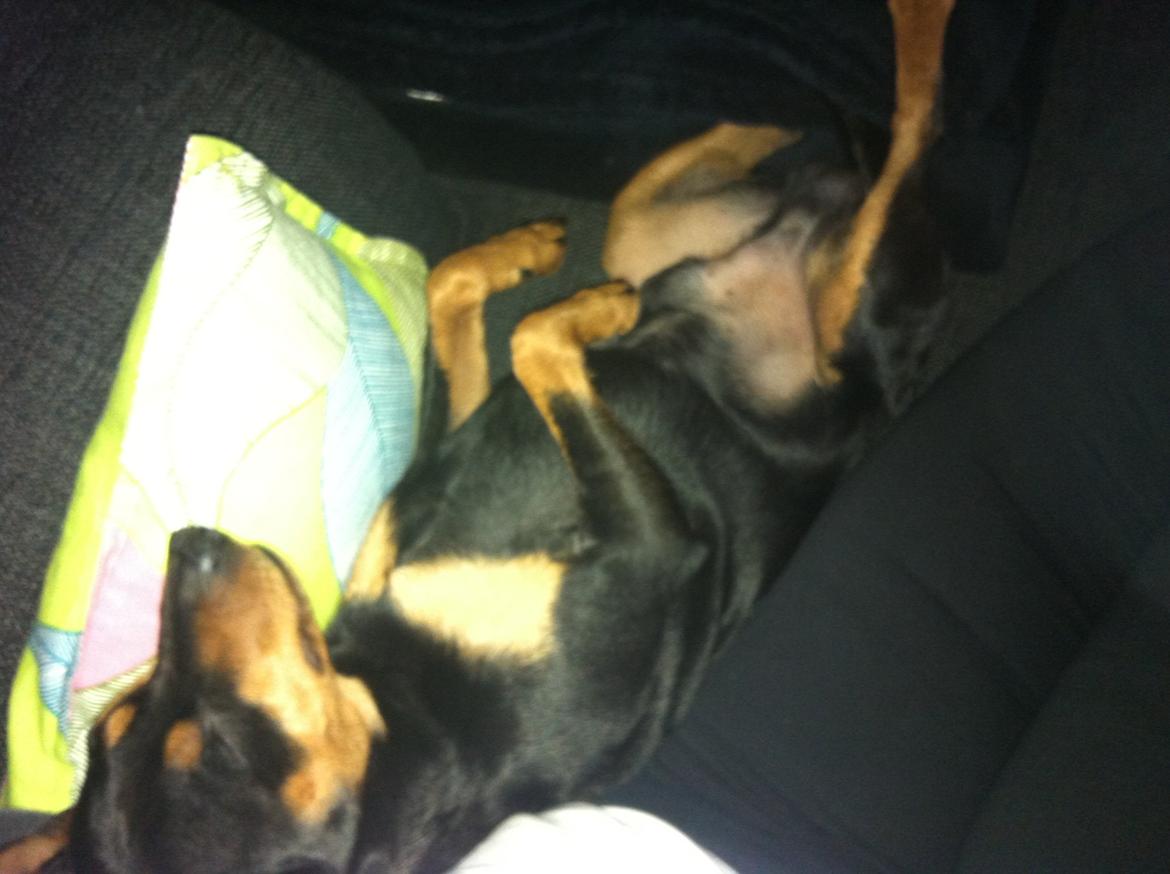 Dvaergpinscher Tyson - En lur det kan man altid lige klare. billede 5