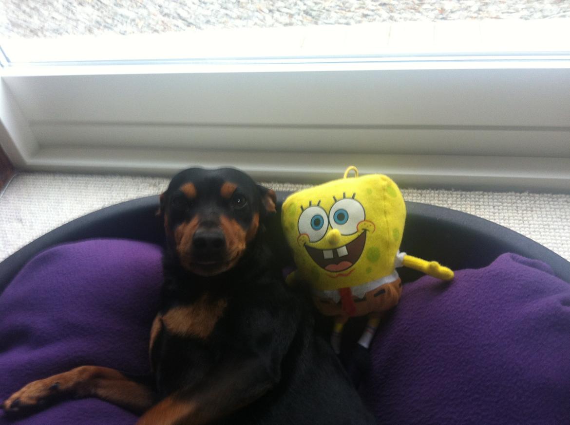 Dvaergpinscher Tyson - Tyson sammen med sin nye ven :) billede 7