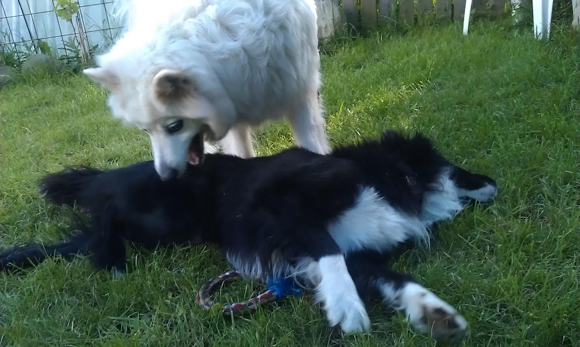 Border collie Bobbie Olsen billede 6