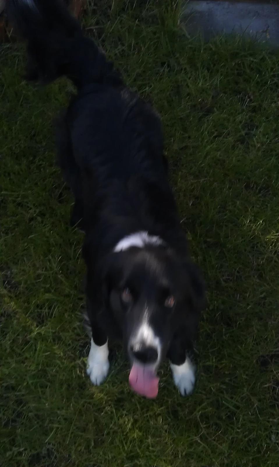 Border collie Bobbie Olsen billede 7