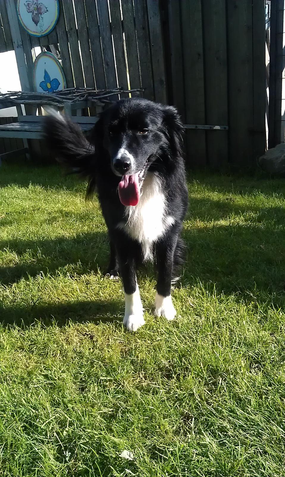Border collie Bobbie Olsen billede 8