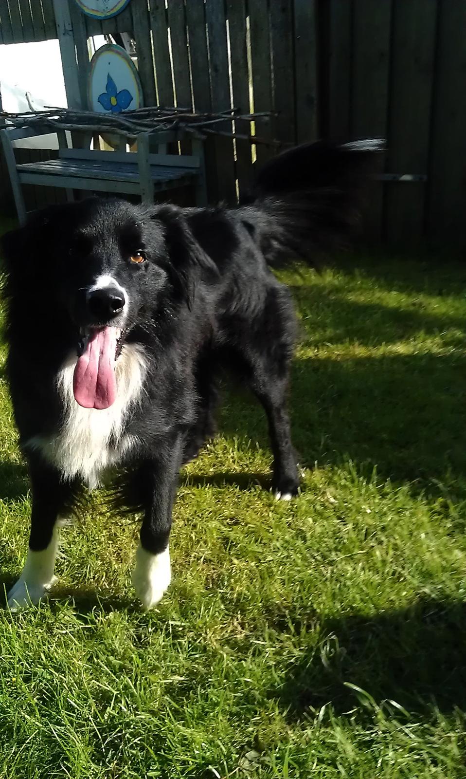 Border collie Bobbie Olsen billede 9