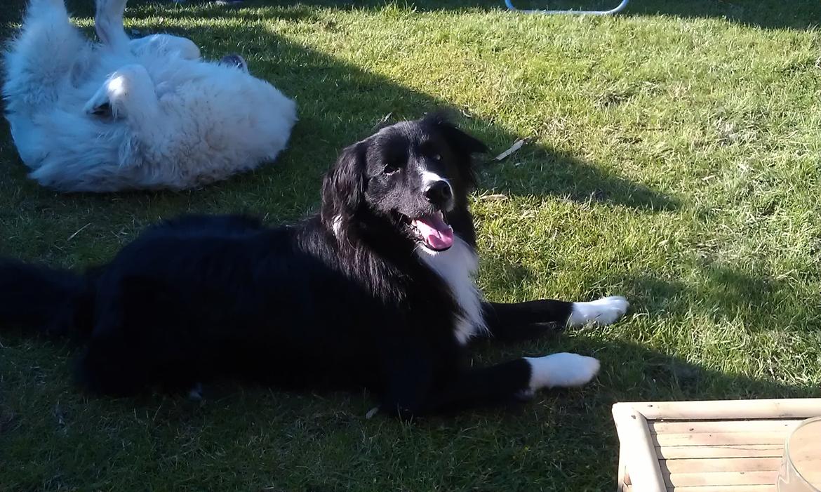 Border collie Bobbie Olsen billede 10