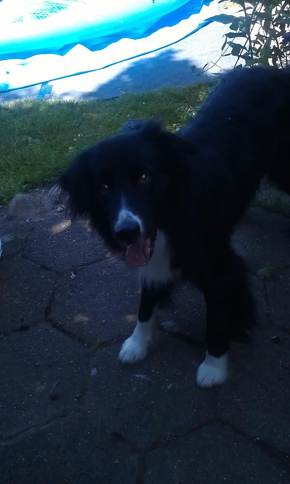 Border collie Bobbie Olsen billede 11