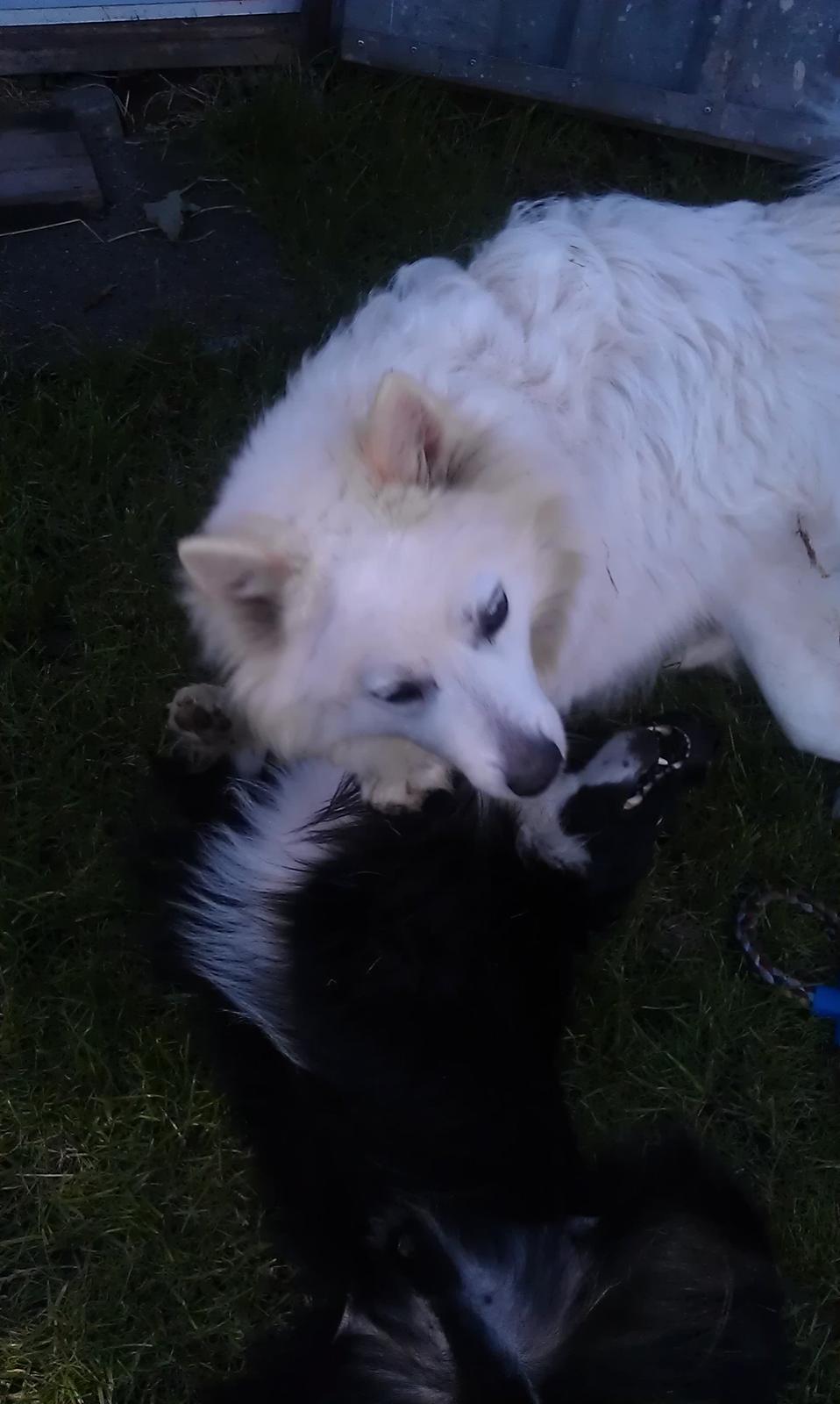 Border collie Bobbie Olsen billede 12