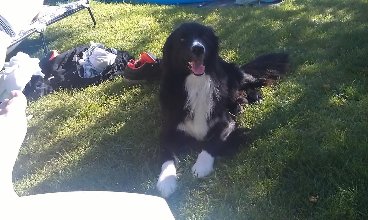Border collie Bobbie Olsen - Her er jeg lige blevet bedt om at lige mig ned, så det gjorde jeg :-) billede 13