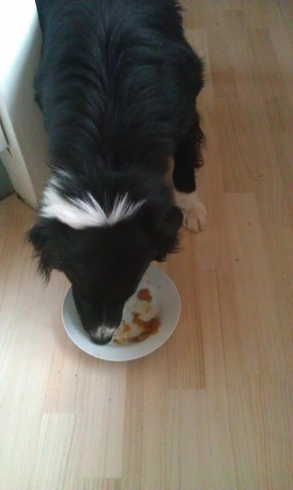 Border collie Bobbie Olsen billede 14