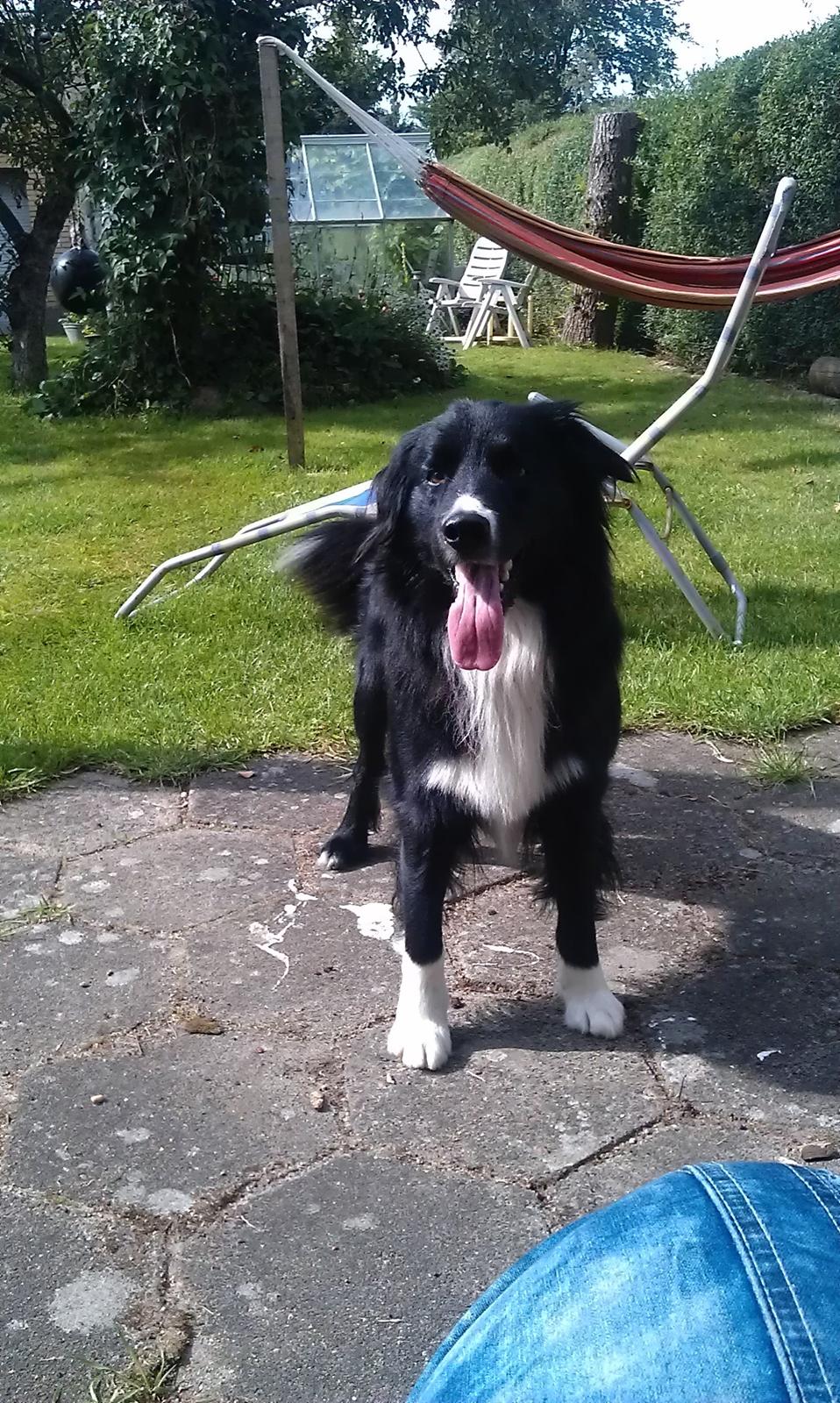 Border collie Bobbie Olsen billede 15