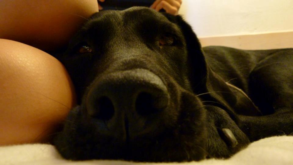 Labrador retriever Eshøjs Trille - 11. billede 11