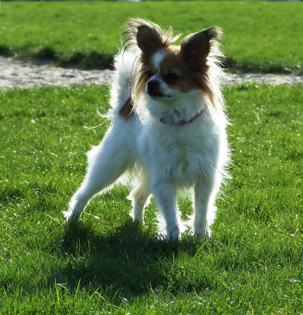 Blanding af racer Tali - Maj 2013 billede 7