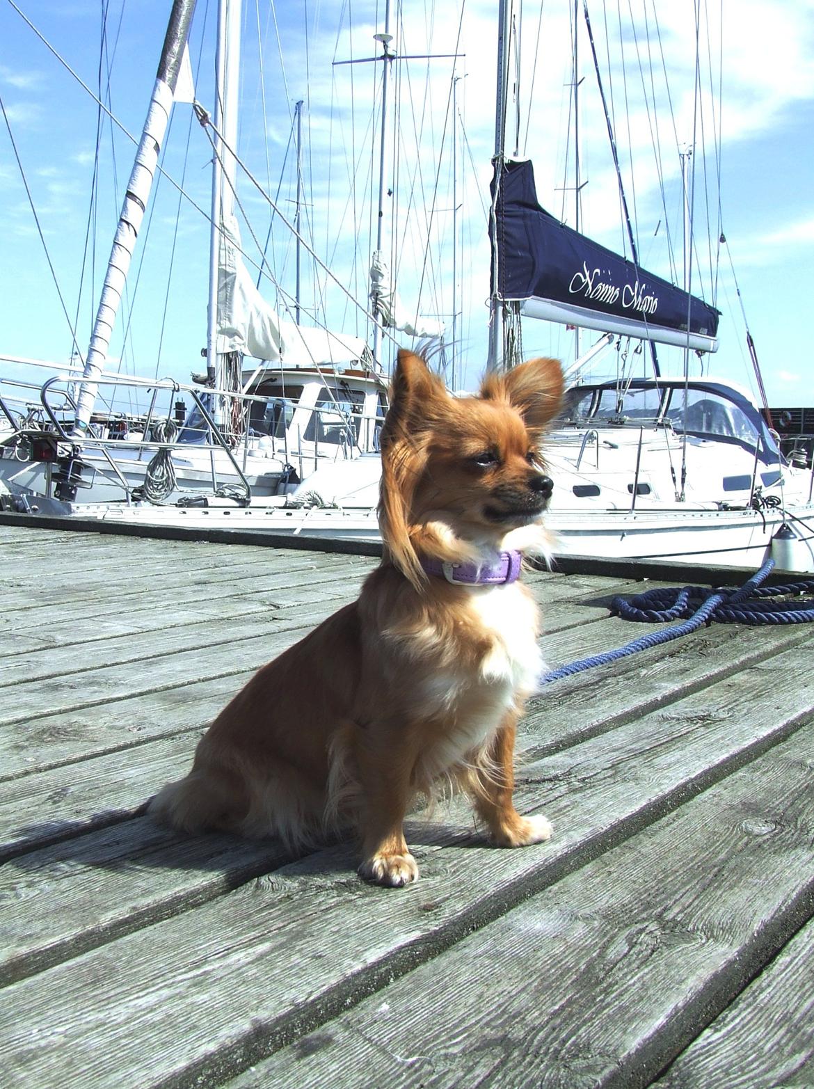 Blanding af racer Aiko - Maj 2013 billede 30