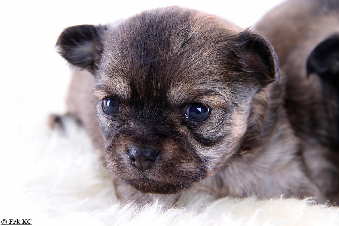 Chihuahua Frk Kvistes ~Estelle~ billede 17