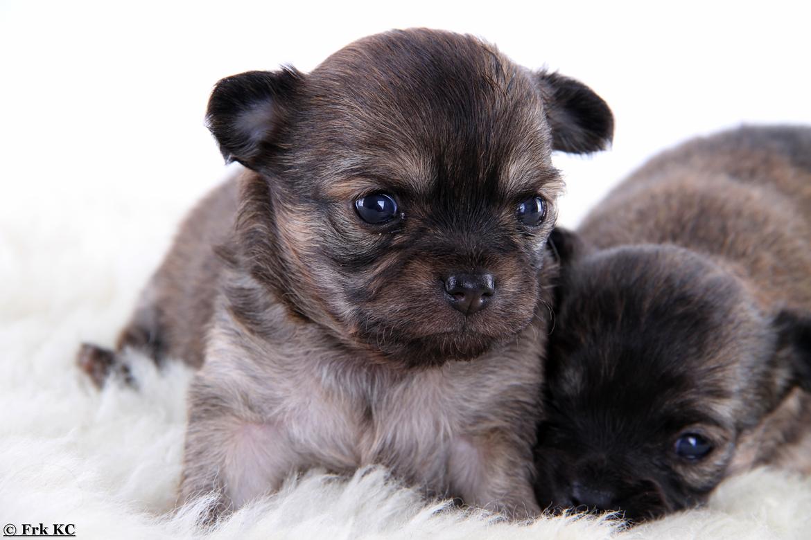 Chihuahua Frk Kvistes ~Estelle~ billede 18