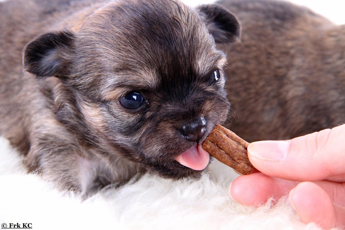 Chihuahua Frk Kvistes ~Estelle~ billede 19