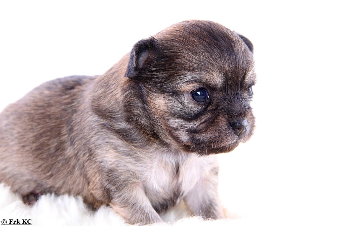 Chihuahua Frk Kvistes ~Estelle~ billede 20