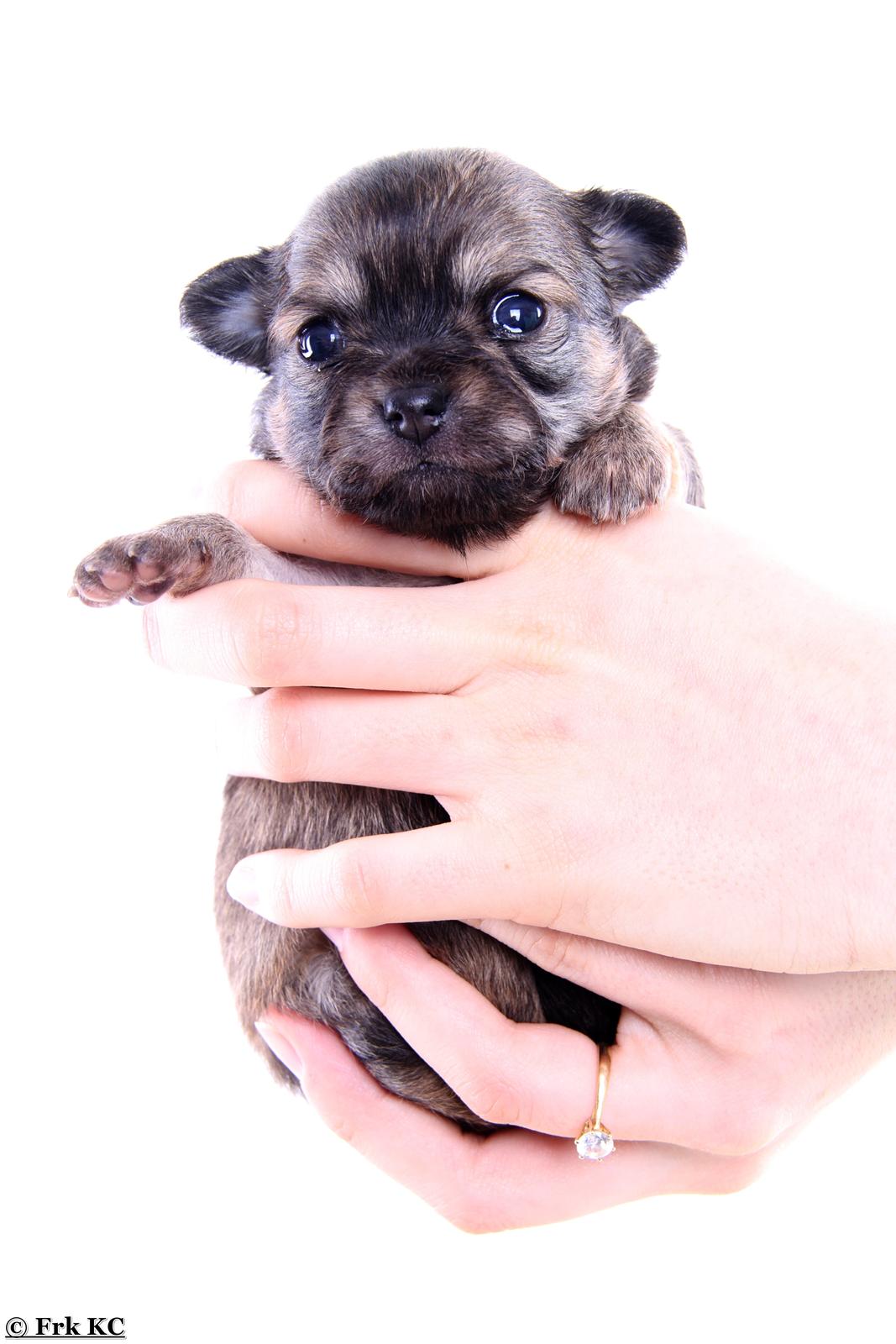 Chihuahua Frk Kvistes ~Estelle~ billede 21