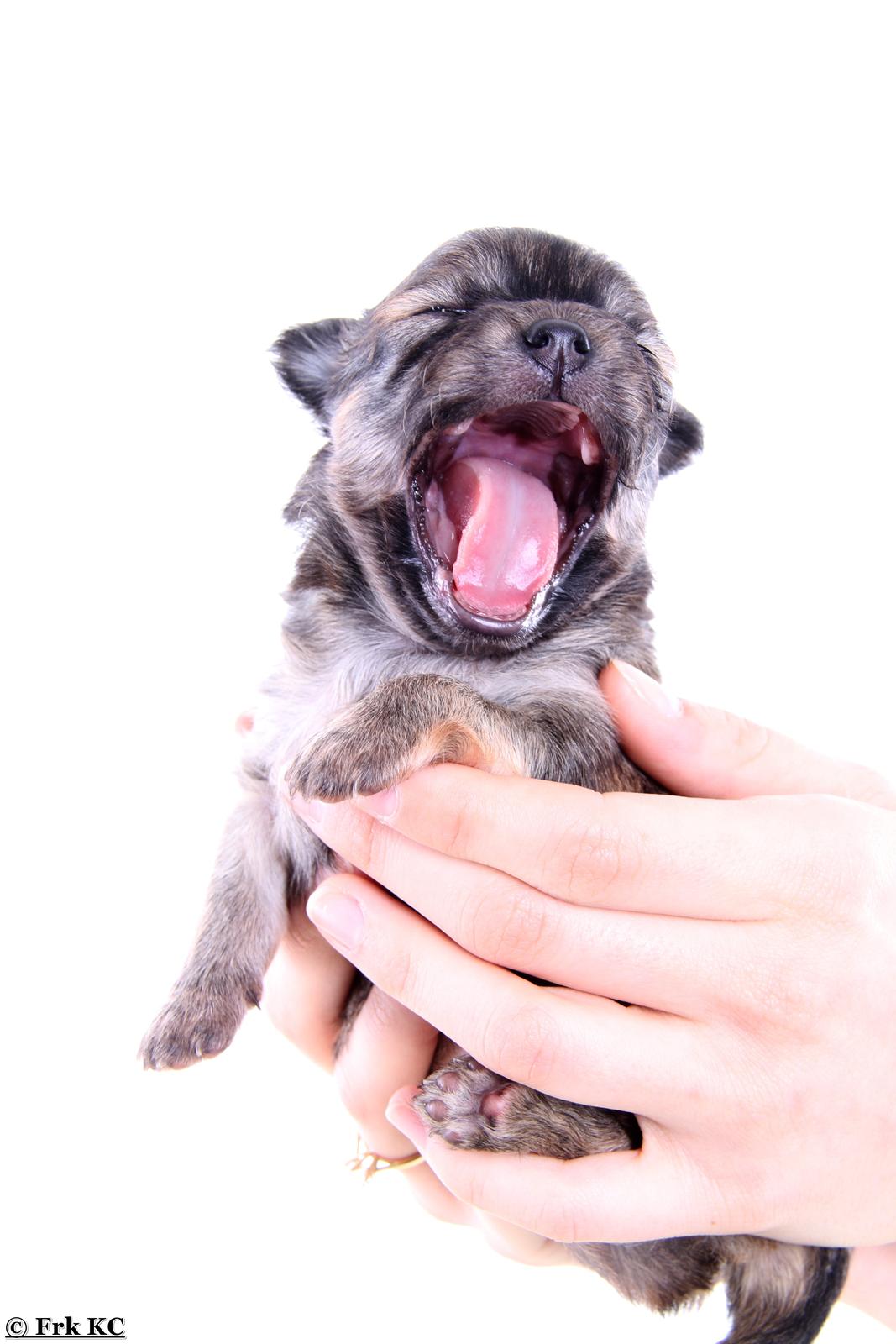 Chihuahua Frk Kvistes ~Estelle~ billede 22