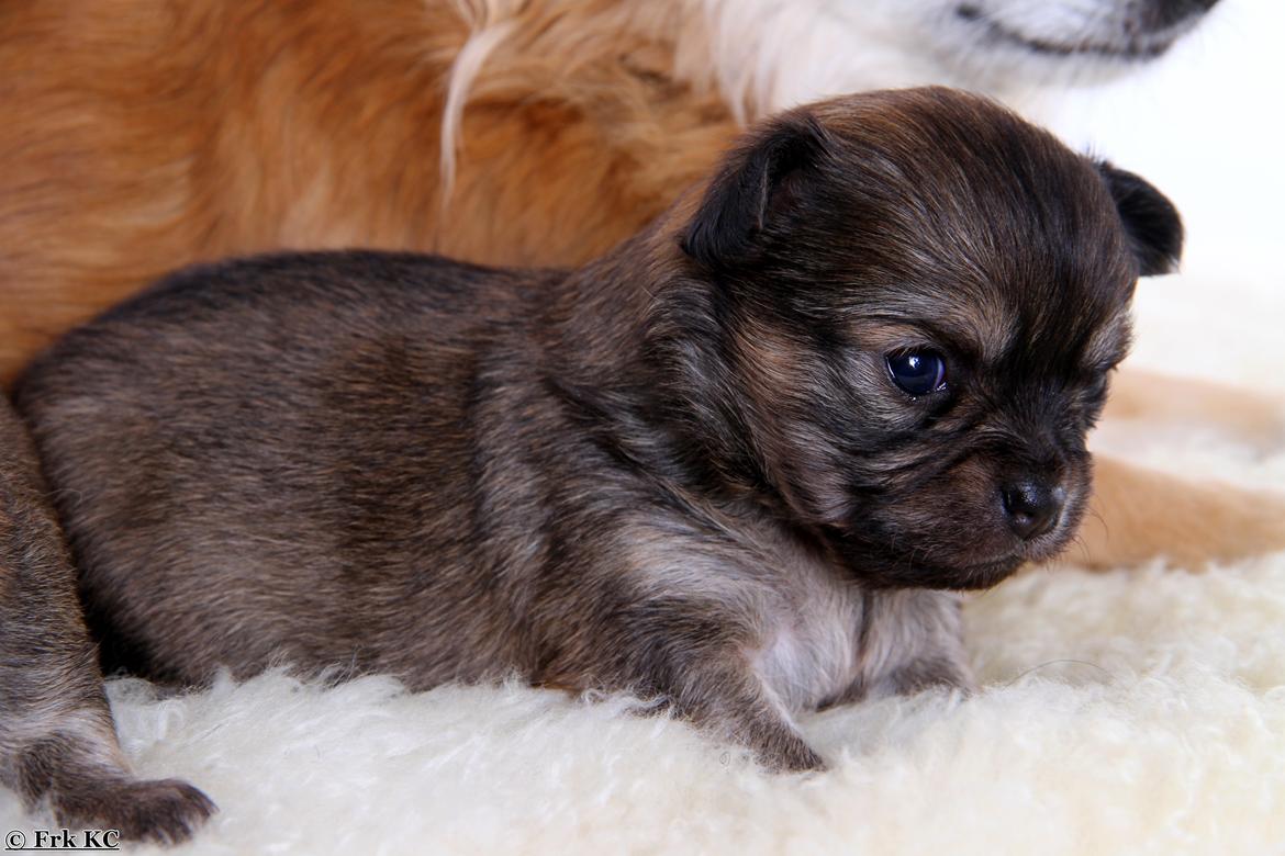 Chihuahua Frk Kvistes ~Estelle~ billede 23
