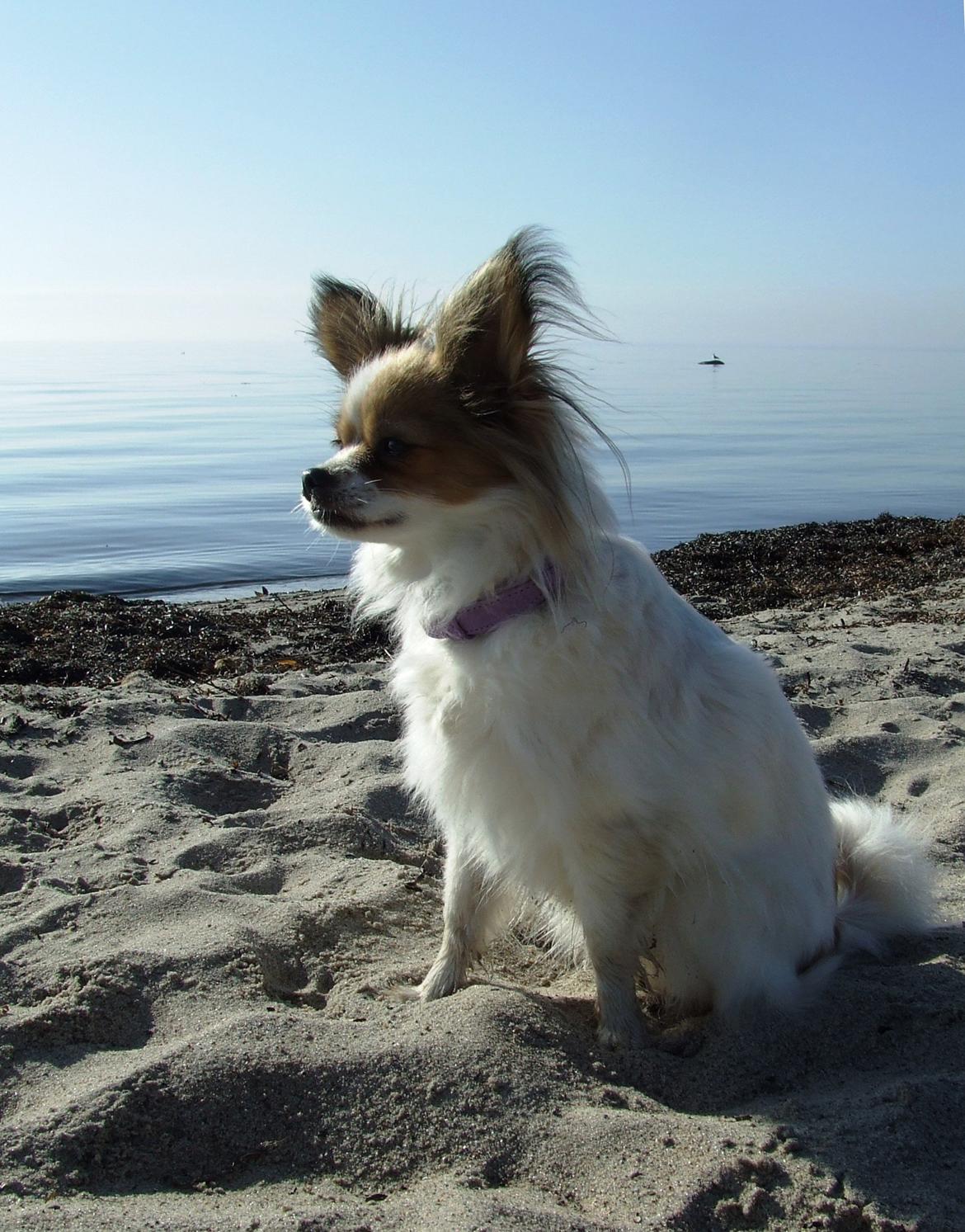 Blanding af racer Tali - Maj 2013 billede 2