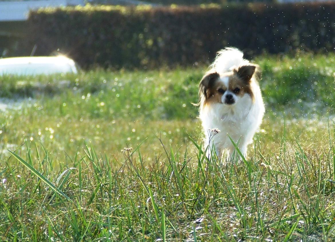 Blanding af racer Tali - Maj 2013 billede 5