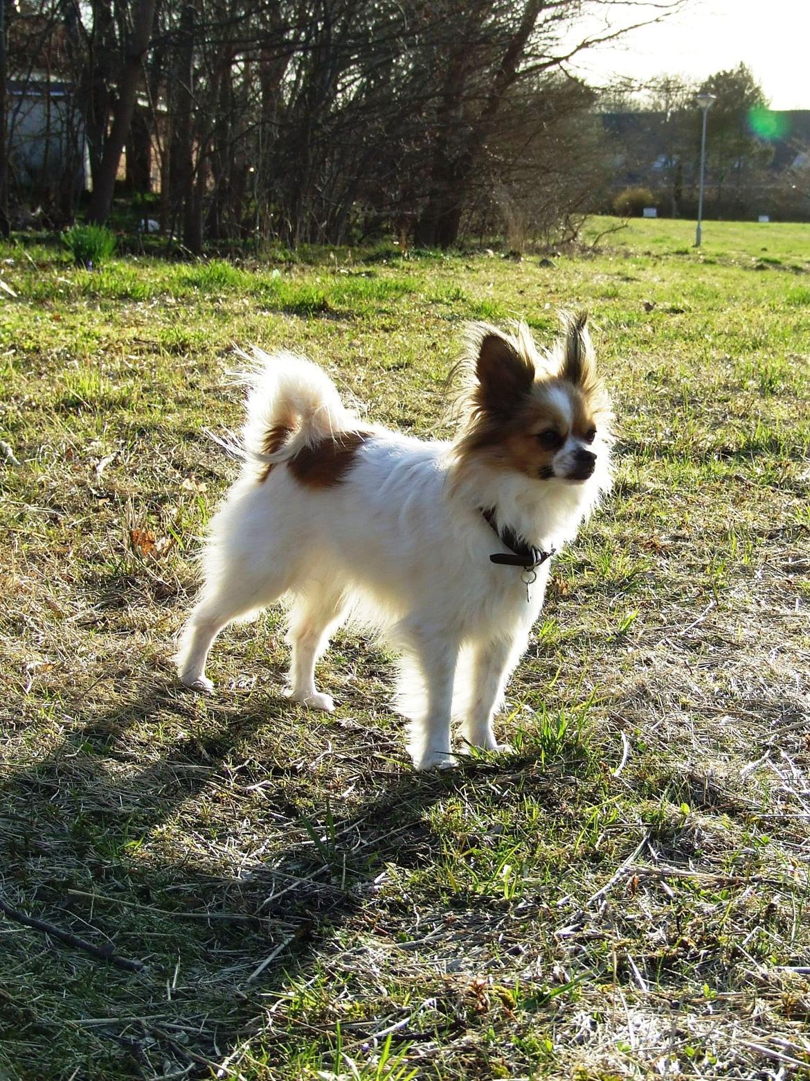 Blanding af racer Tali - Maj 2013 billede 6