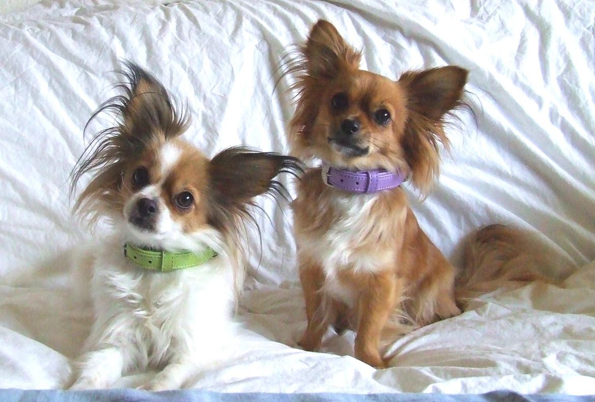 Blanding af racer Tali - Maj 2013. Tak fordi du kiggede forbi :) billede 20