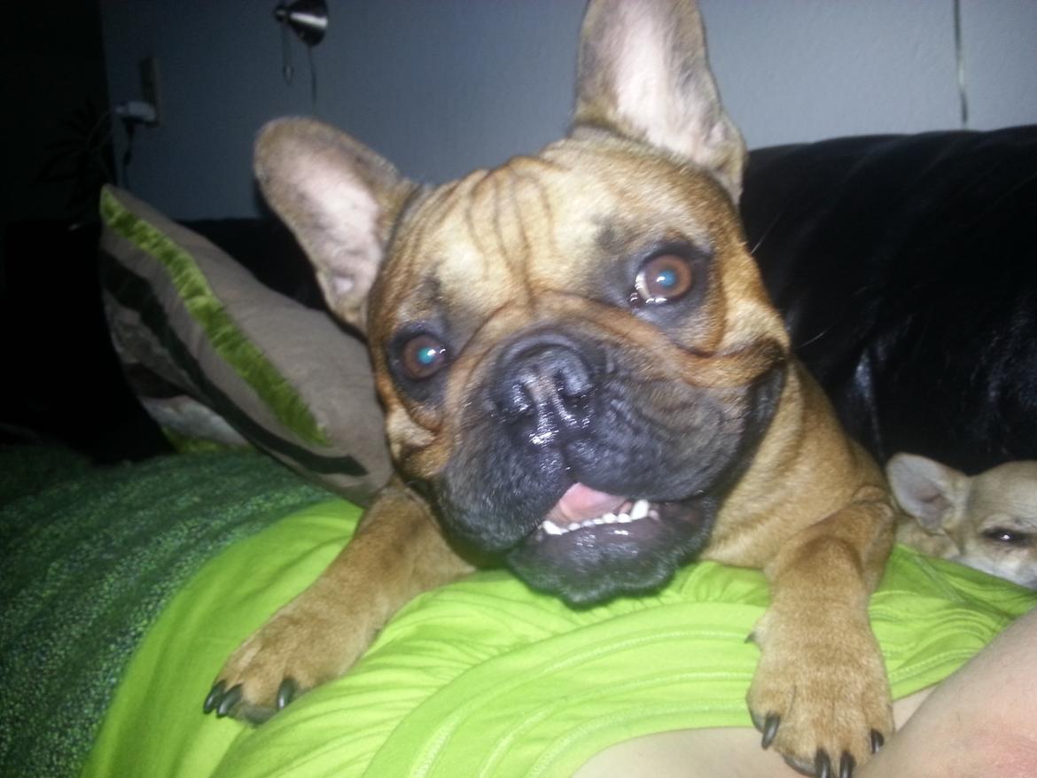 Fransk bulldog Bambus billede 11