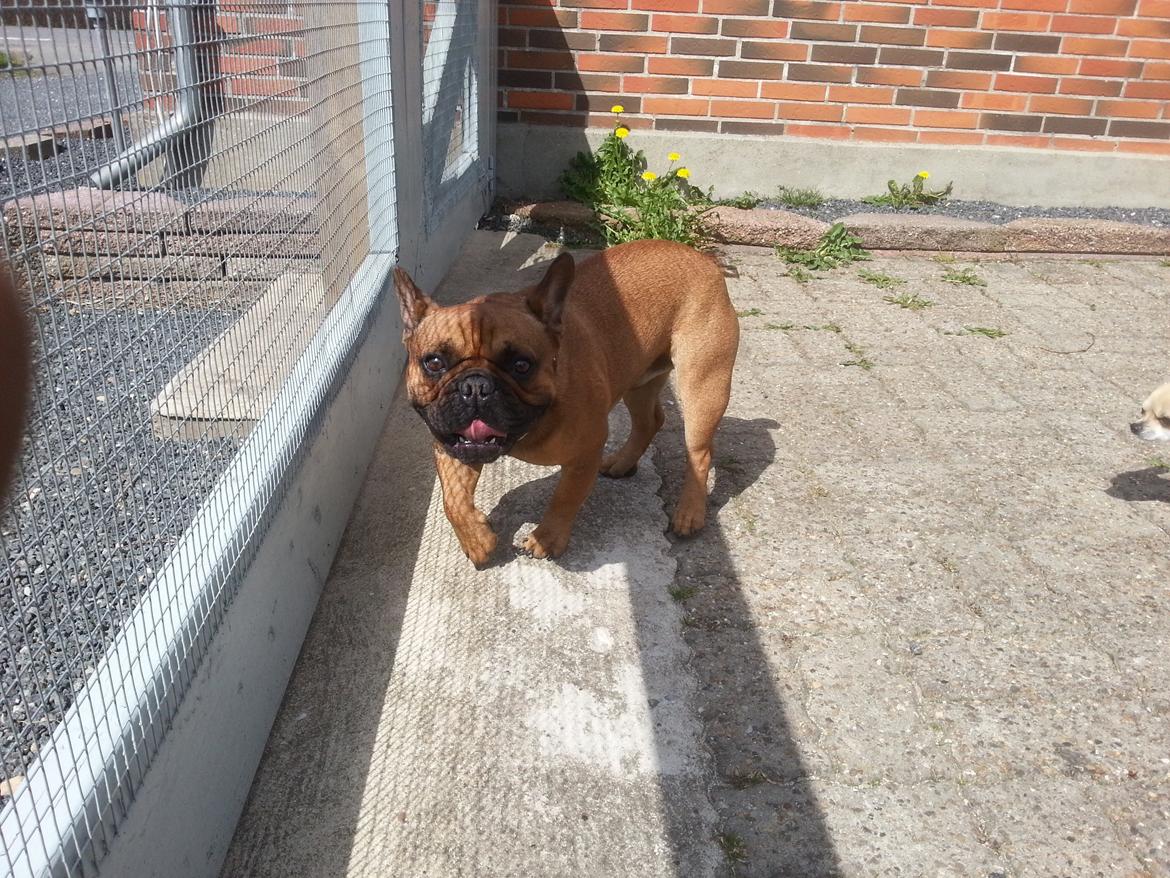 Fransk bulldog Bambus billede 12