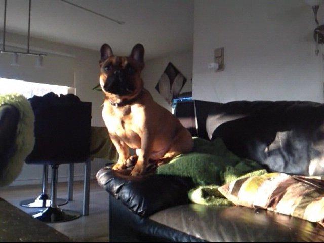 Fransk bulldog Bambus billede 14