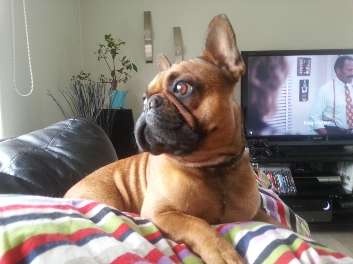 Fransk bulldog Bambus billede 15