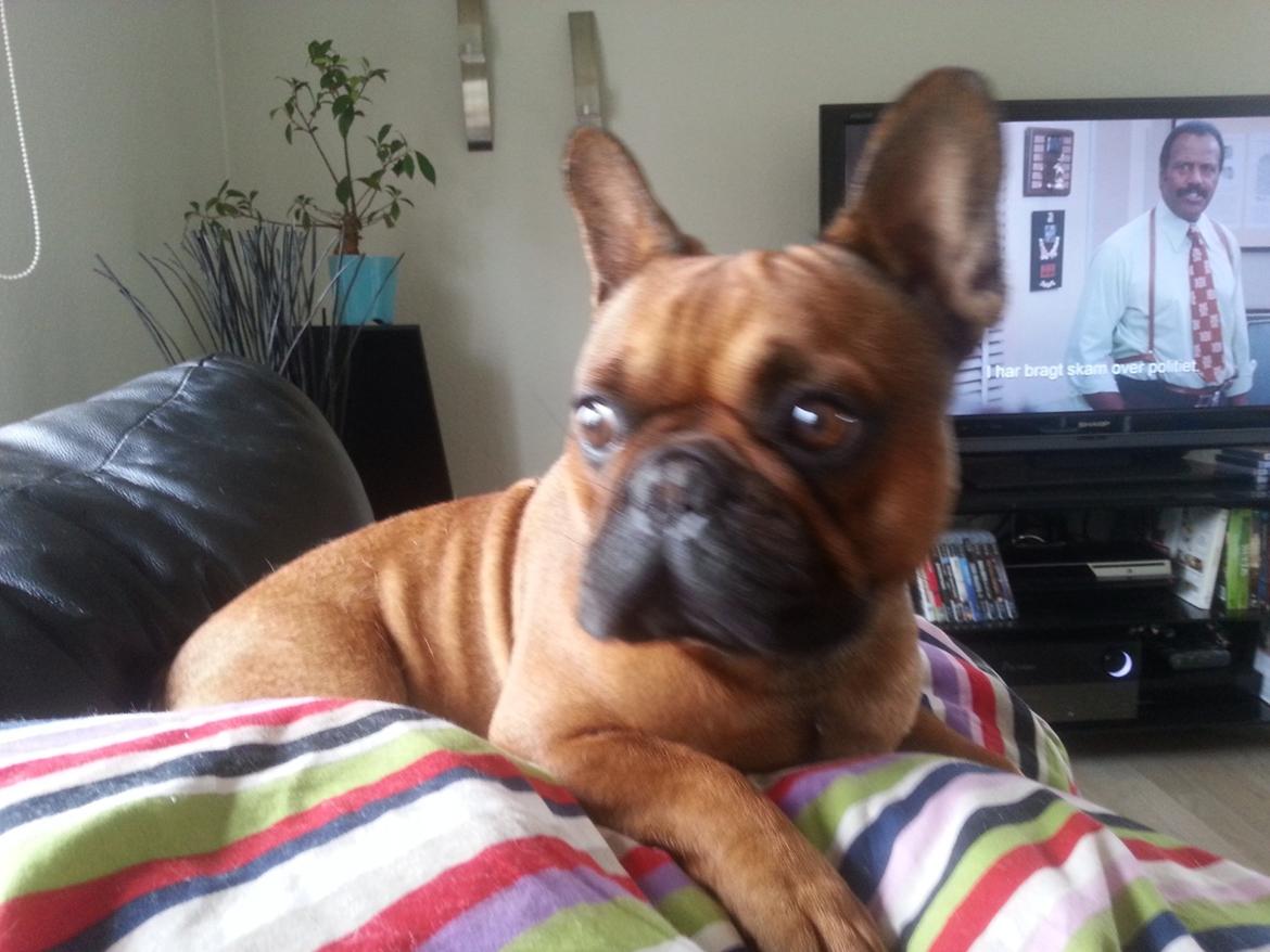 Fransk bulldog Bambus billede 16