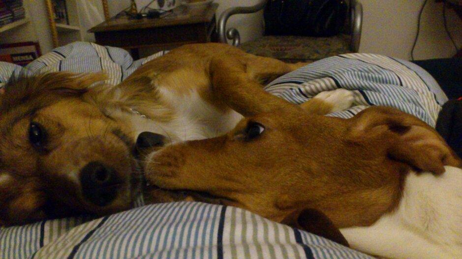 Basset hound Munin billede 2