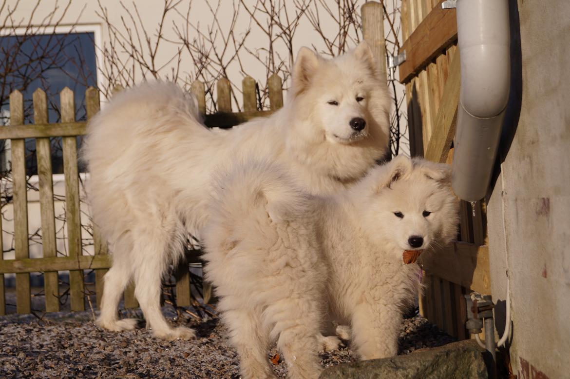 Samojedhund Aya - 10 uger.  billede 13