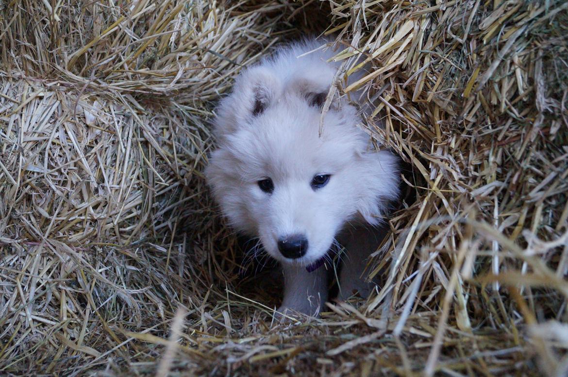 Samojedhund Aya - 10 uger. 
Så gemmer jeg mig lige inde i halmen for mor ;) billede 14
