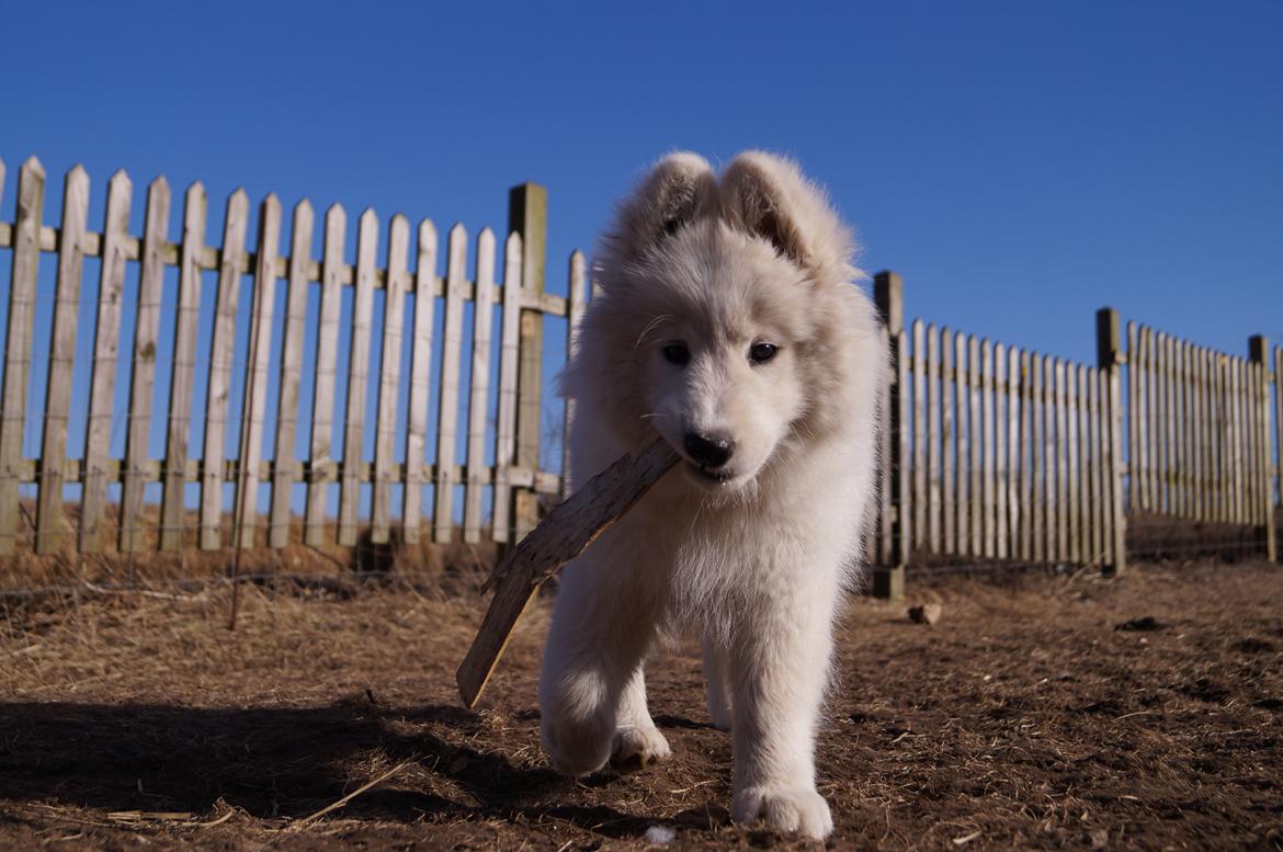 Samojedhund Aya - 12 uger + 3 dage. billede 15