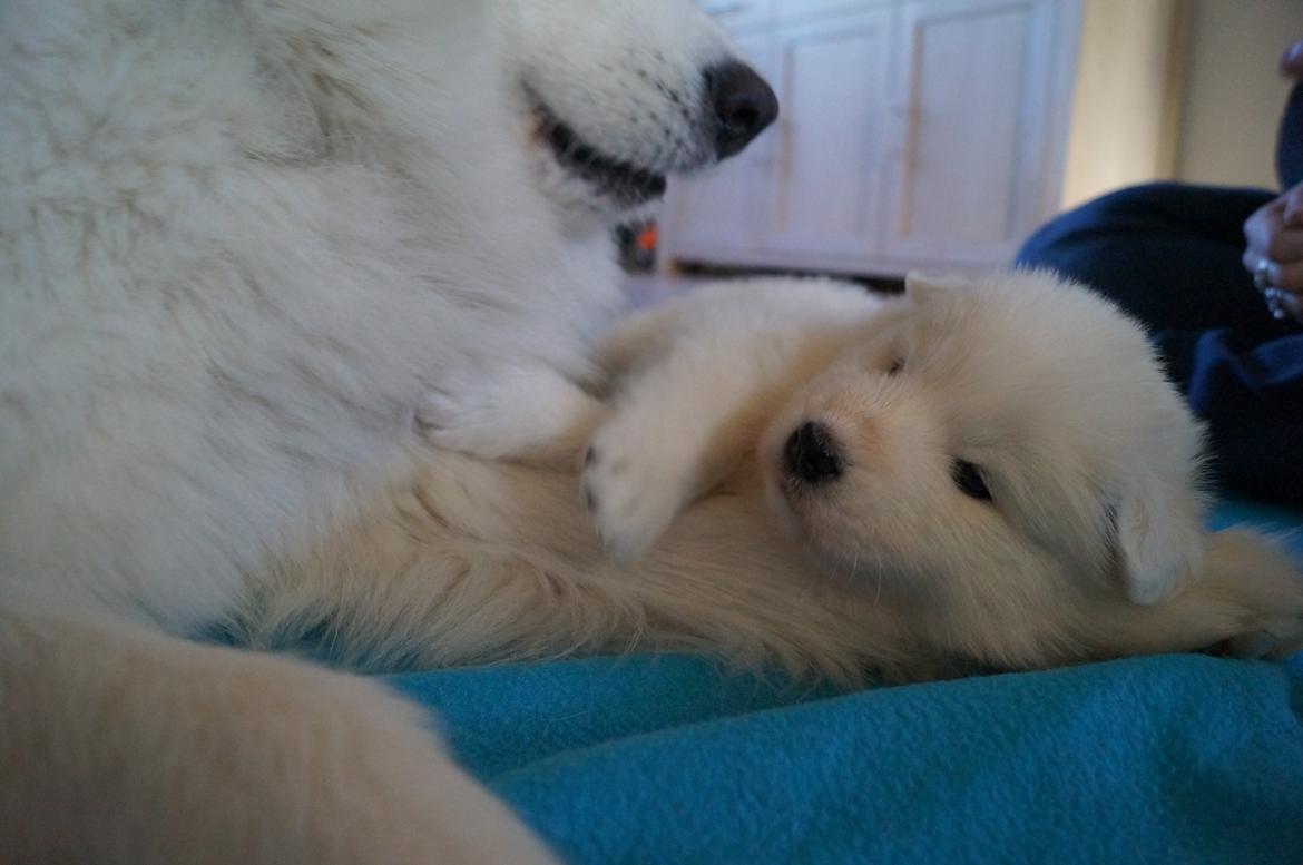 Samojedhund Aya - 4 uger + 2 dage. 
Så putter Aya lige hos moar :) billede 4