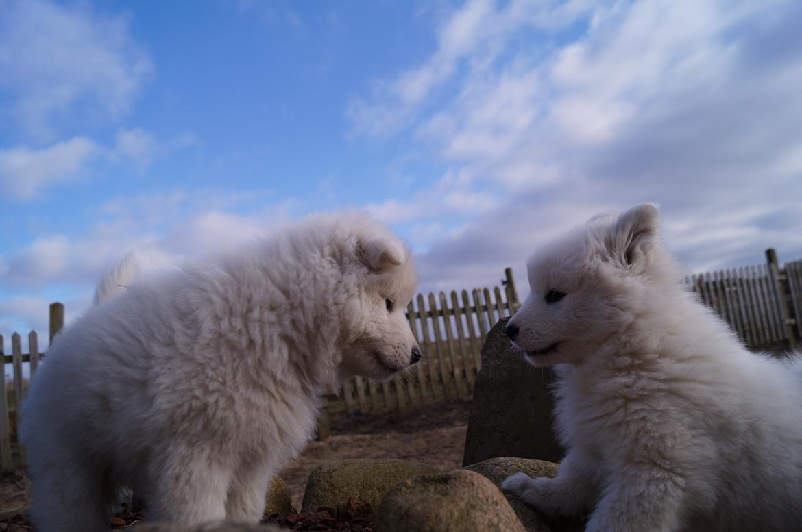 Samojedhund Smilla - 7 uger + 2 dage. 
Så skal Smilla lige drille Aya lidt :) billede 15
