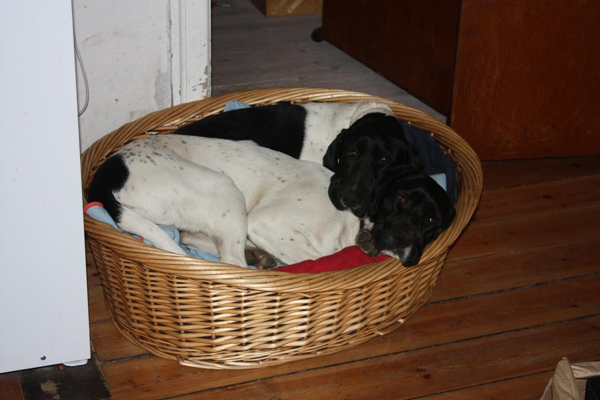 Pointer Bjørga billede 1