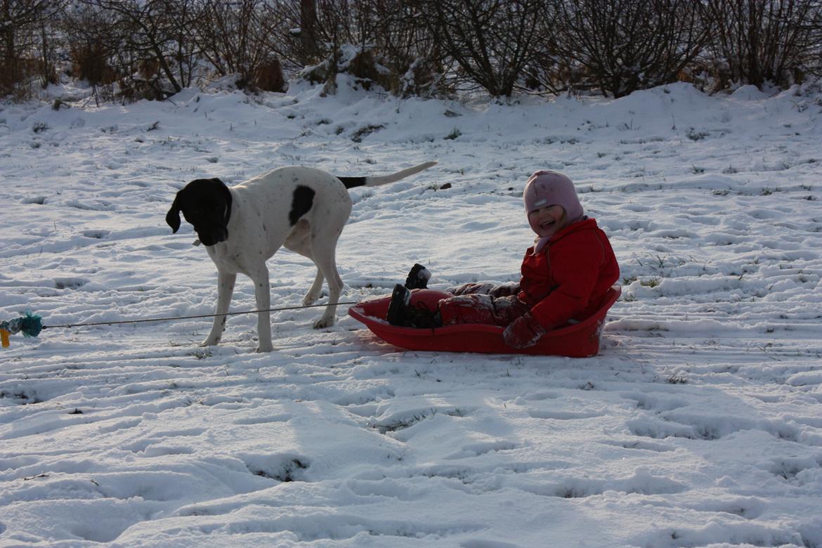 Pointer Bjørga billede 2