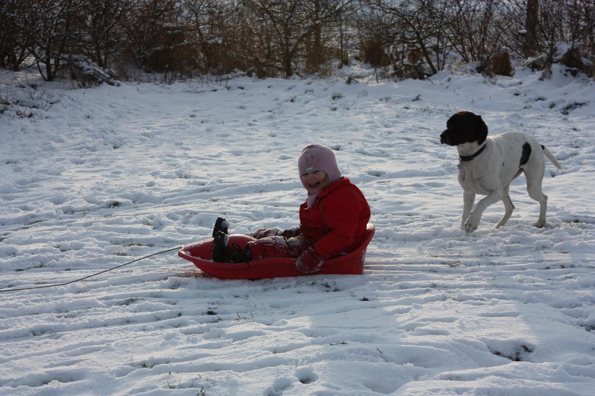 Pointer Bjørga billede 3