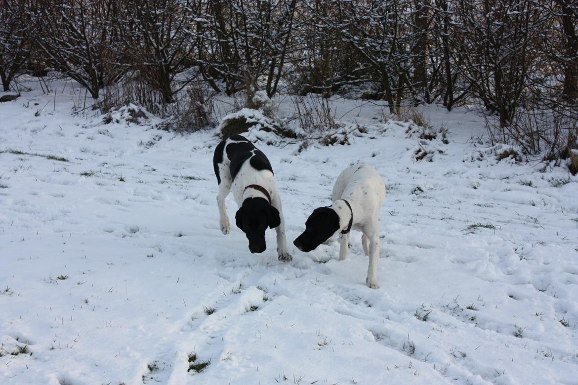 Pointer Bjørga billede 4