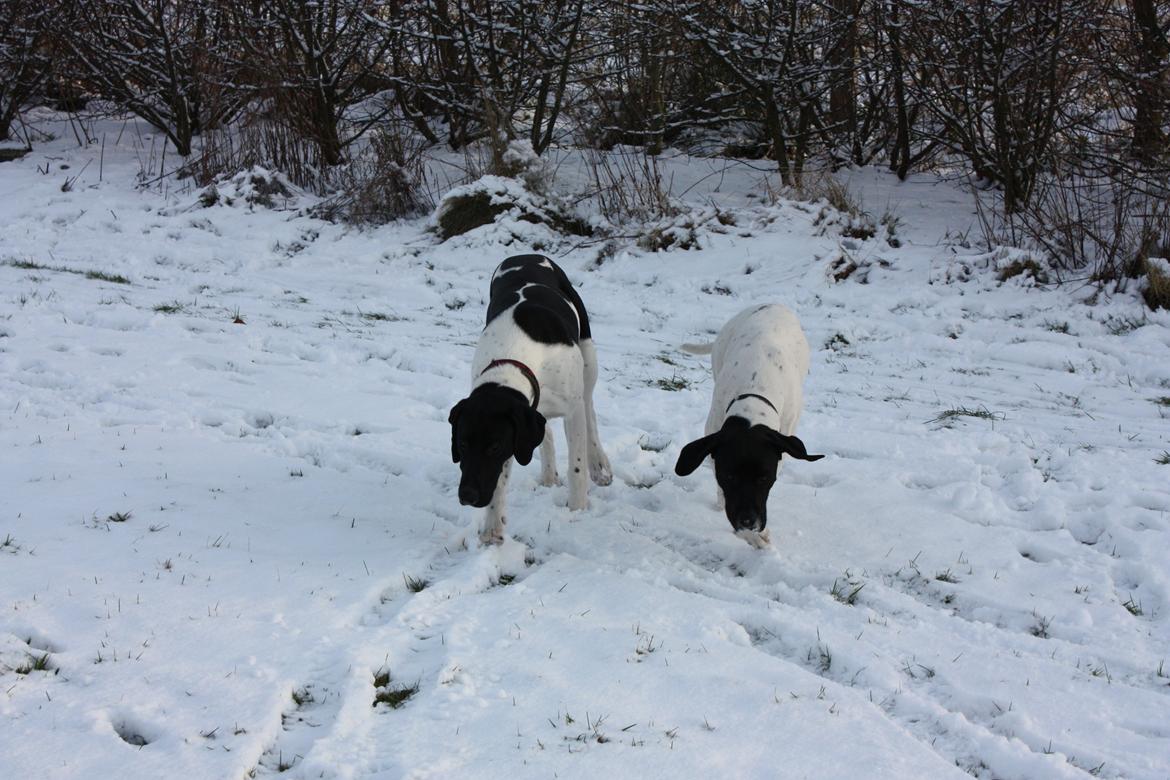 Pointer Bjørga billede 5